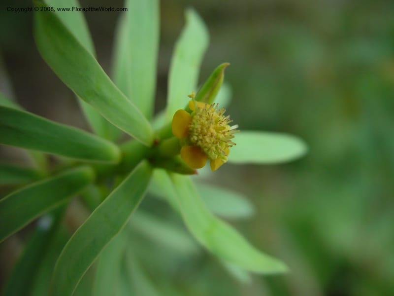 Euphorbia balsamifera, 59749--CA. Huntington Bot. Gard. 14 Feb 03. 099.jpg
