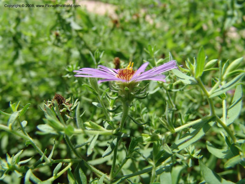 Symphyotrichum oblongifolium--TX. Johnson Wildflower Center. 13 Jun 04. 002.jpg