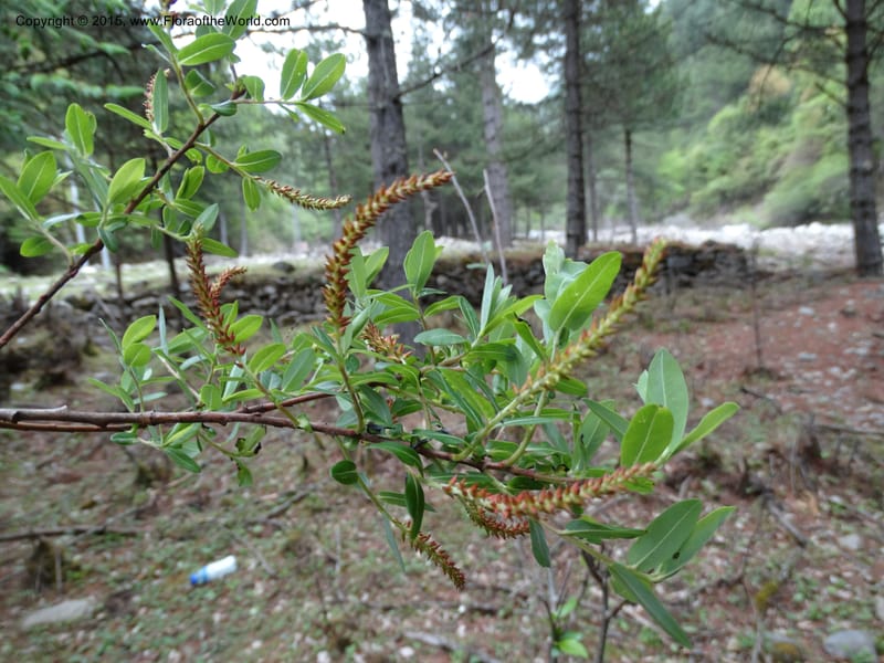 Salix, Boufford, D 43733--China. Sichuan. XinZhaZi Gou. 14 May 2014. DSC06426 (119).JPG