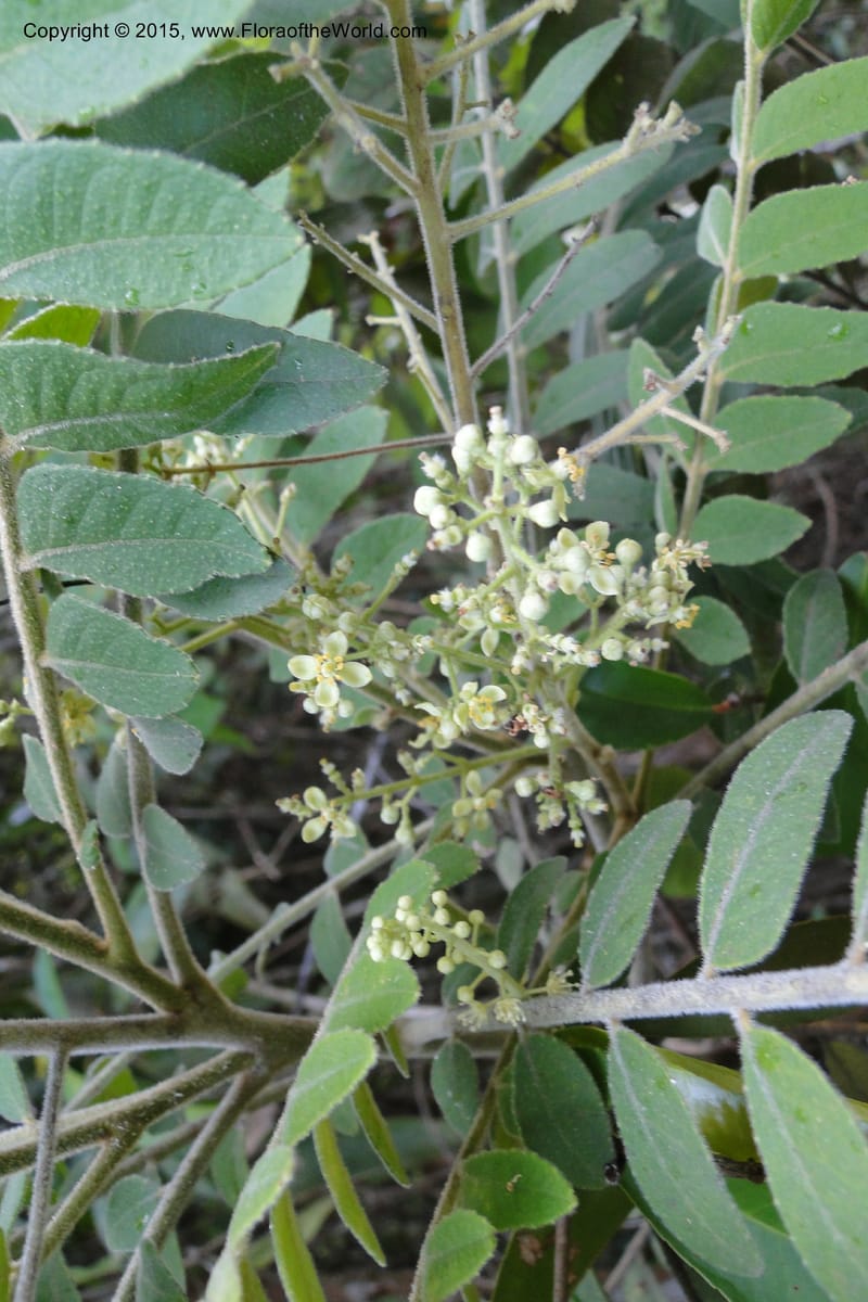 Clausena, Regalado 1953--Viet Nam. Forest Block 19. 15 May 2011. 270 (3).jpg