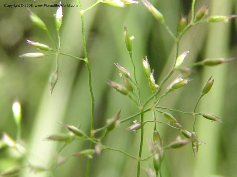 Agrostis scabra, CDavidson11119--ID. Adams Co. For. Serv. Rd. 453, to Goose Lk. 20 Jul 07. 234.jpg