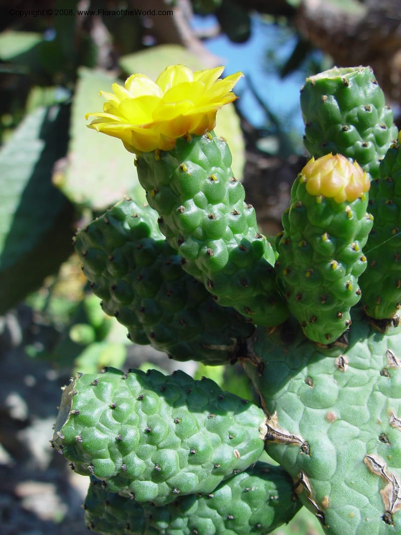 Opuntia moniliformis--FL. Fairchild Trop. Gard. 7 Apr 03. 075.jpg