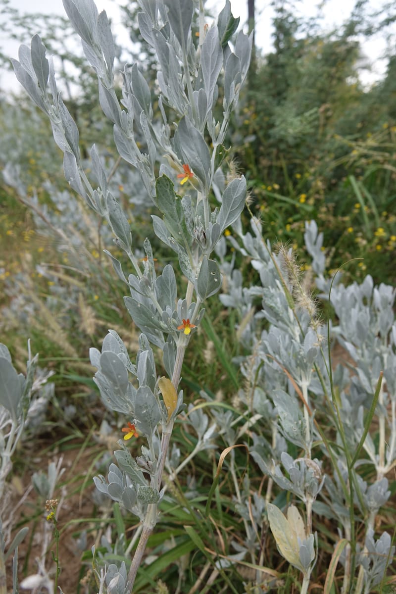 Petalidium englerianum, L. Nanyeni 1177--Namibia. Hwy C38 4 km SE pf Outjo. 17 Mar 2018. DSC01495 (32).JPG