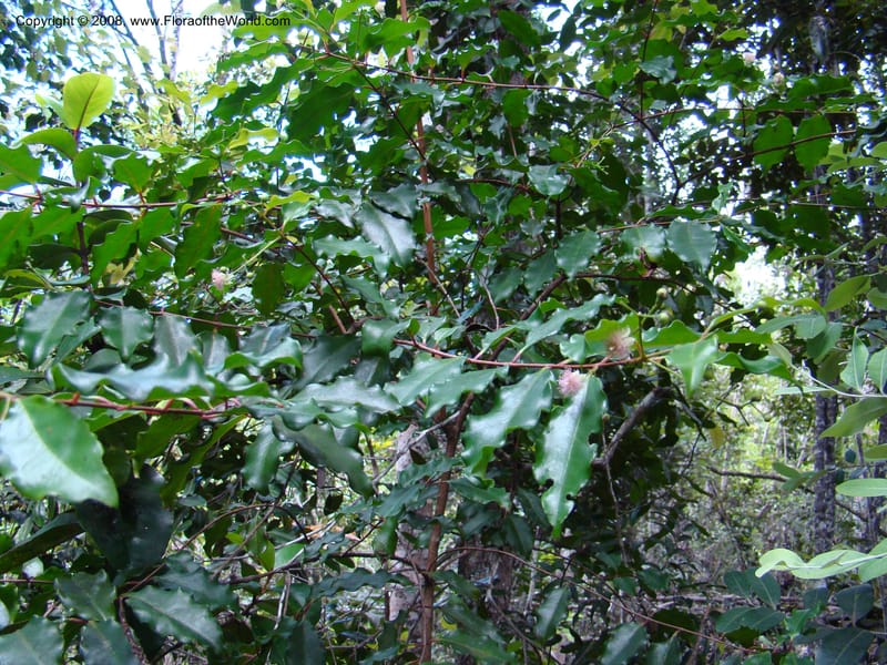 Archirhodomyrtus, JMunzinger4684--N.Caled. RT 1, Avangui For., Hervrouet Cr. 12 Nov 07. 045.jpg
