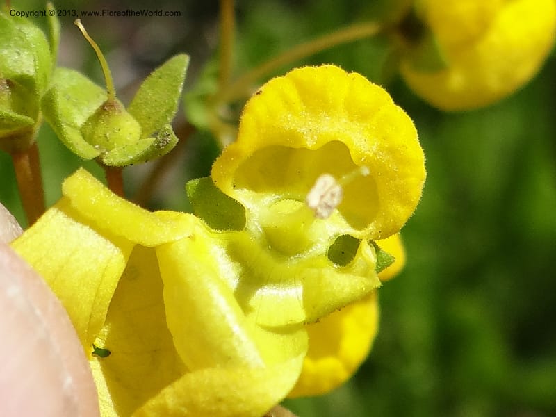 Calceolaria biflora, WDS 34183--Chile. Cta. 115. La Laguna. 22 Feb 2013. DSC02595 (120).JPG