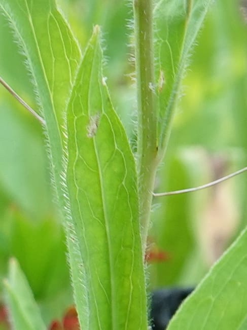 Hieracium scouleri, C. Davidson 13893--ID. Fremont Co. Fish Cr. Rd. Stop 2. 1 Aug 2018. DSC08790 (27).JPG