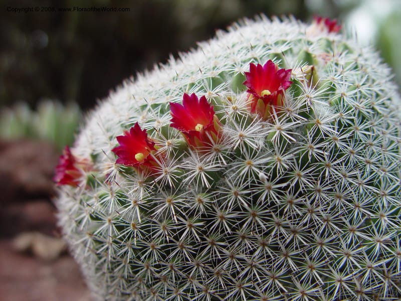 Mammillaria haageana, 72970--CA. Huntington Bot. Gard. 14 Feb 03. 112.jpg