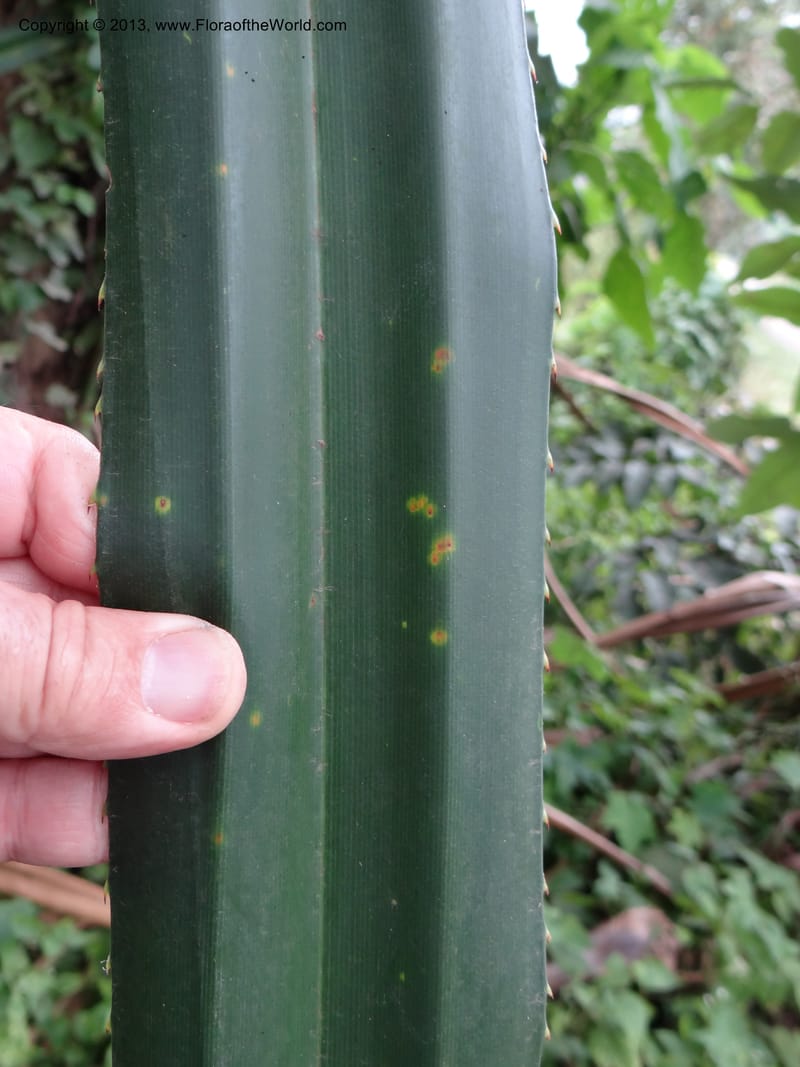 Pandanus unicornutus, Callmander, M 1049--Thailand. Chumphon Prov. Tambon Mab Amarit. 13 Nov 2012. DSC09009 (18).JPG