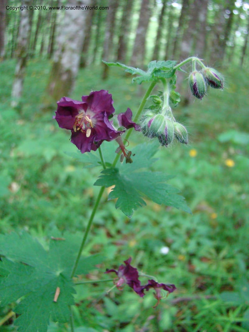 Geranium phaeum, C. Davidson 112037--Slovenia,Gorenska Region, Kamniska Bistrica, 19 May 2008 017 (5).jpg
