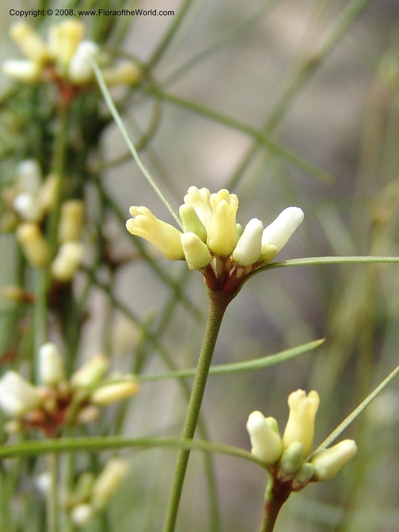 Secamone minutiflora, Z.Rogers816--Madag. Prov. Fianar. Parc Nat. Isalo. 12 Jan 06. 188.jpg