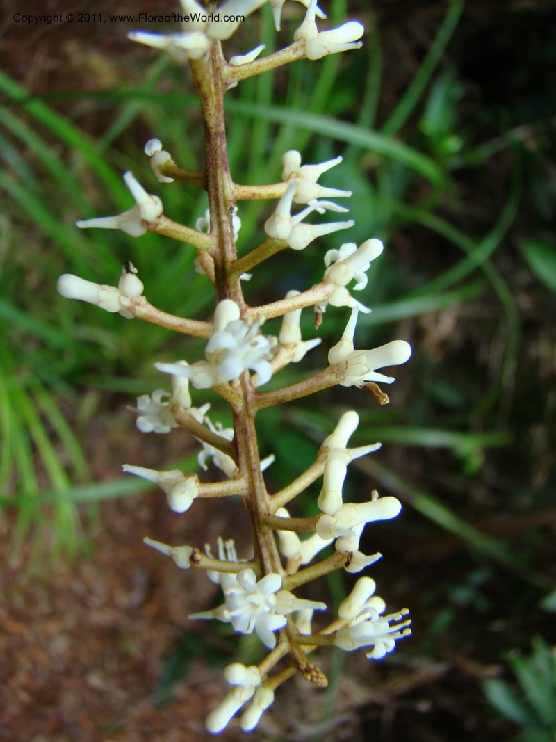Citronella, P. Lowry 7215--New Caledonia. 618 (6).jpg