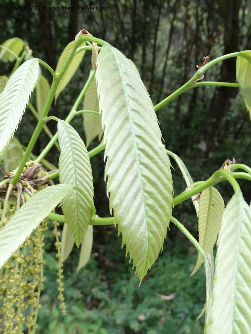 Quercus, Boufford, D 43691--China. Sichuan. LongDongZhen on Rd. to LeiYuan Shan. 13 May 2014. DSC05860 (123).JPG
