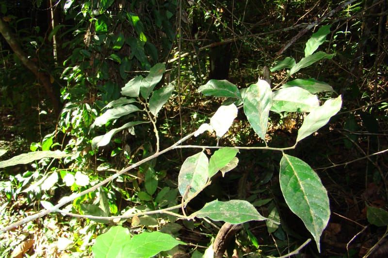 Trymatococcus, Vasquez 34817--Peru. Loreto. Dist. Nauta. Miraflores, Rio Tigre. 10 Nov 08. 850 (13).jpg