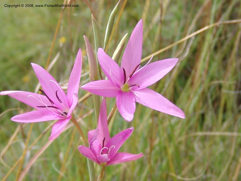 Hesperantha--So.Africa. E. Cape. R58 SE of Barkly East. 10 Mch 05. 161.jpg