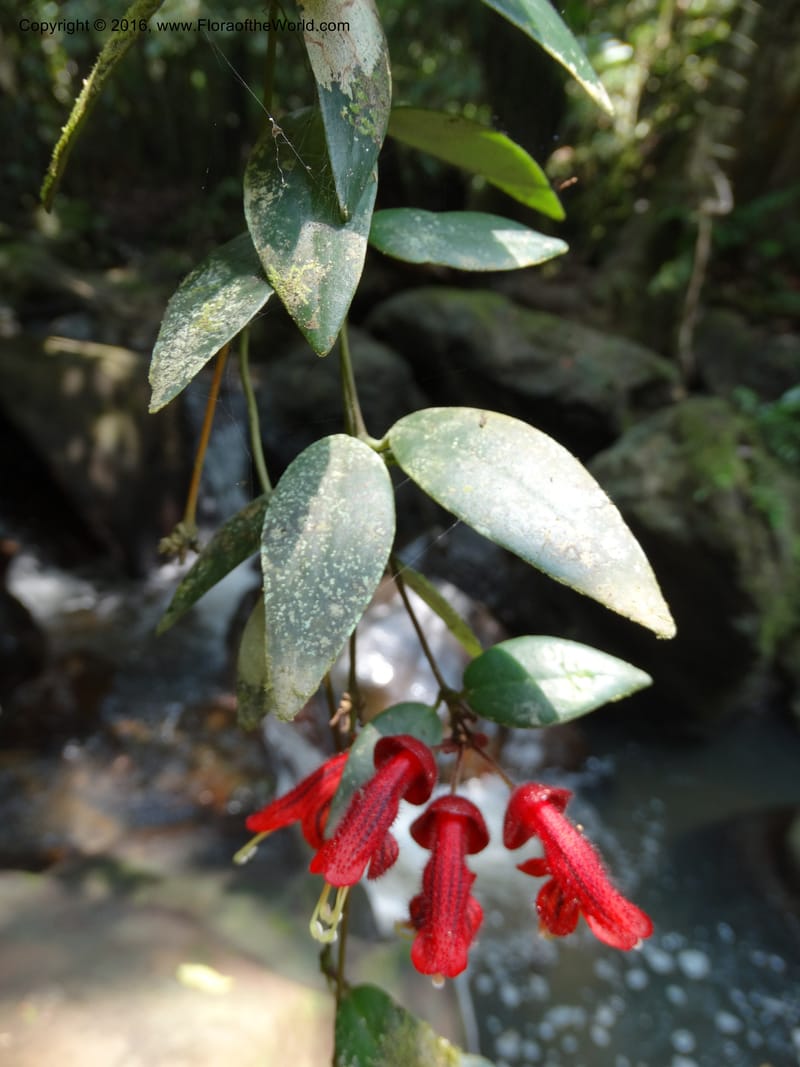 Aeschynanthus, Davidson, C 12673--Sabah. Danum Valley. 4 Oct 2014. DSC01741 (187).JPG