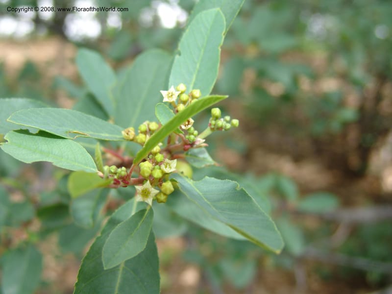 Rhamnus rubra, CDavidson11068--CA. Shasta Co. Lake Shasta. Waters Gulch Trail. 5 Jun 07. 220.jpg