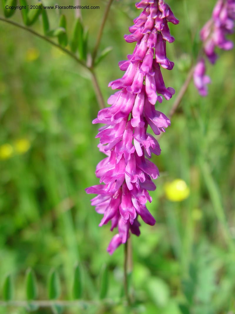 Vicia cracca--Italy. Tuscany. Ris. Nat. Basso Merse. 20 May 03.  205.jpg