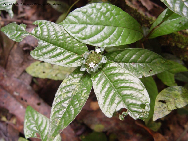 Psychotria--Cameroon. Bimbia Mangrove Nat. Trail. 8 Dec 03. 007.jpg