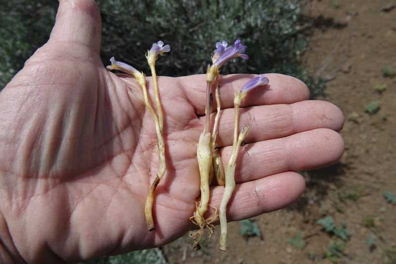 Orobanche uniflora, C. Davidson 13560, C. Davidson 13560--ID. Blaine Co. Rock Creek Preserve. TNC. 14 May 2017. DSC00477 (55).JPG