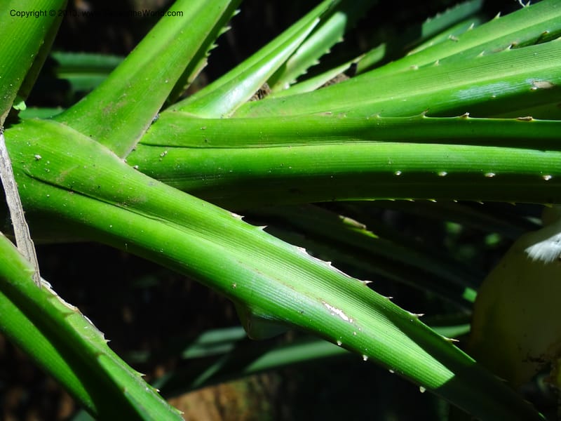 Pandanus fusinus, Buerki, S 334--Malaysia. Sabah. Tahan Niaga Plantation. 8 Apr 2012. DSC07609 (81).JPG