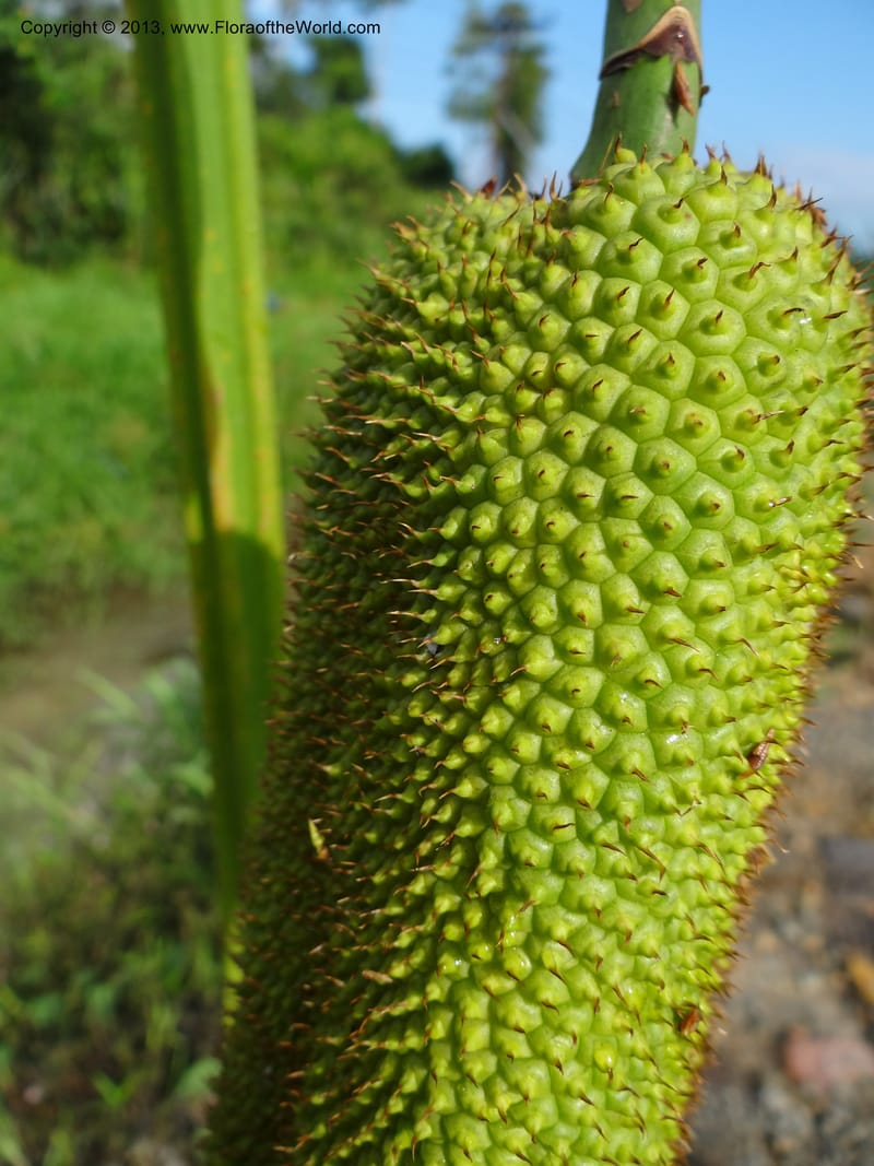 Pandanus helicopus, Callmander 1023--Sabah. Klias Forest Reserve. 3 Apr 2012. DSC06489 (208).JPG