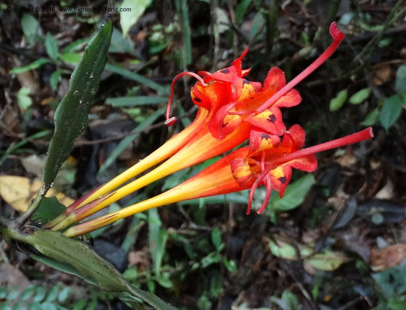 Aeschynanthus, Davidson, C 12736--Sabah. Mt. Kinabalu. Bundu Tuhan Trail. 11 Oct 2014. DSC04153 (37).JPG