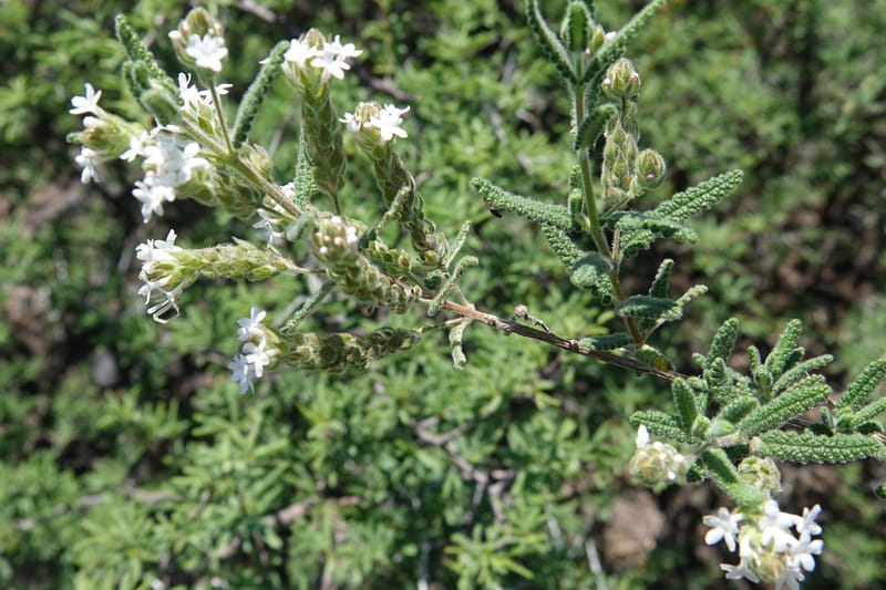 Aloysia castellanosii, Fortunato 13147--Argentina. Hwy 150, S of Ischigualasto. 7 Feb 2018. DSC09263 (60).JPG