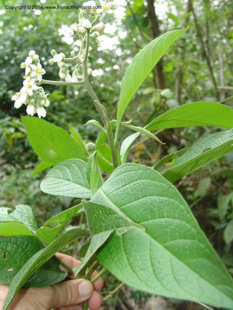 Solanum nitidum, Farfan 725--Peru. Edo. Madre de Dios. ACEER Res. Ctr. Pan de Arbol Trial. 19 Oct 05. 360 (3).jpg