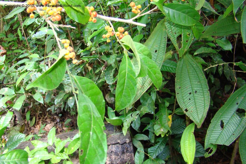 Sorocea, Vasquez 34748--Peru. Loreto. Dist. Nauta. Miraflores, Rio Tigre. 9 Nov 08. 267.jpg