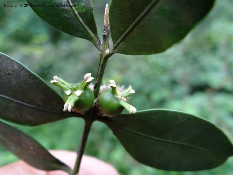 Buxus sinica var. aemulans, Davidson, C 12044--China. Anhui Prov. Huang Shan. 8 Jun 2012. DSC02431 (149).JPG