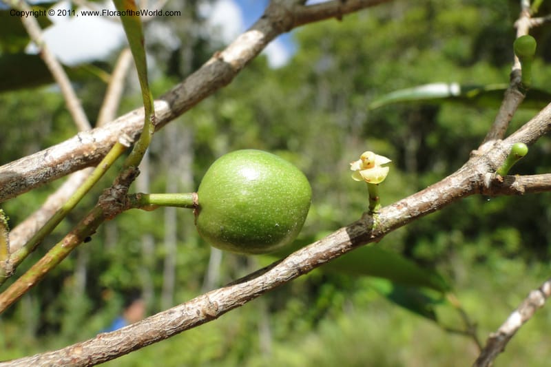 Garcinia, M. Tuiwawa 4947--Fiji. Nadarivatu Nature Reserve. 10 Feb 2011. 026 (224).jpg