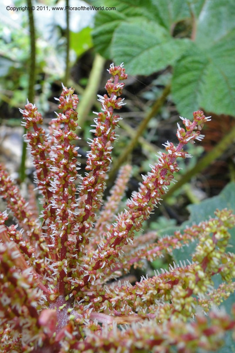 Gunnera brephogea, Ulloa 2180--Ecuador. Pichincha. Reserva Yanacocha. 11 Jun 2011. 311 (22).jpg