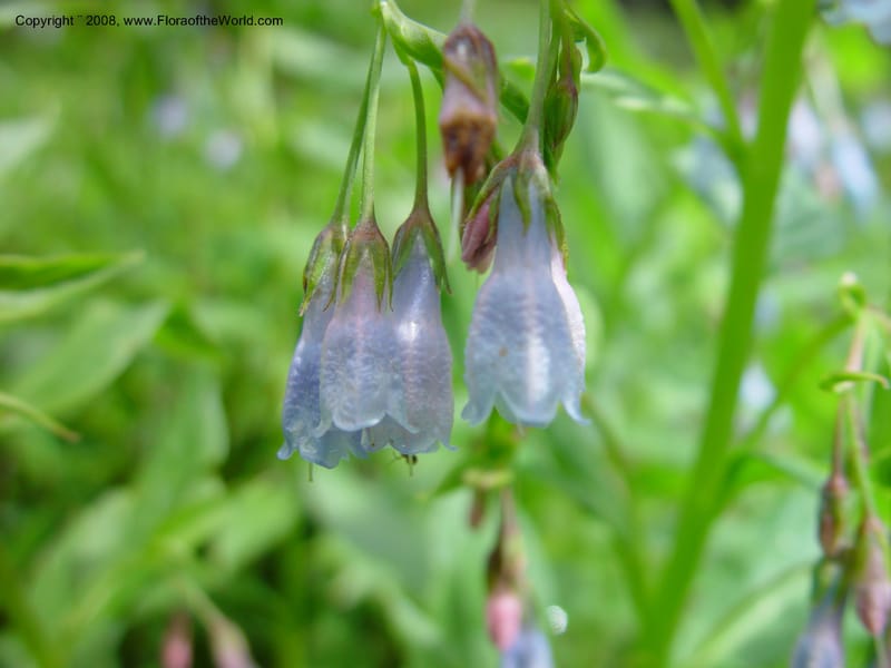 Mertensia--ID. Adams Co. Ca. Hwy 55, twd Brundage Mtn. 21 Jun 03. 052.jpg