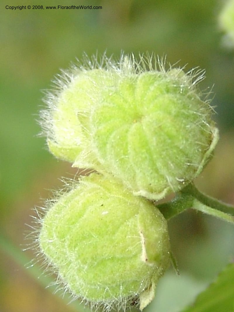 Sphaeralcea rivularis, CDavidson11116--ID. Adams Co. For. Serv. Rd. 453, to Goose Lk. 20 Jul 07. 178.jpg