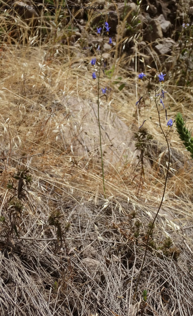 Conanthera bifolia, Davidson, C 12823--Chile. Ruta J-55 east of Talca. 27 Nov 2014. DSC08656 (26).JPG
