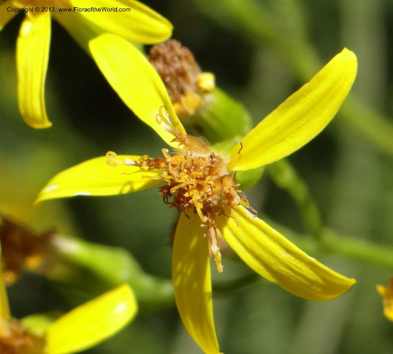 Senecio glaber, W. D. Stevens 34159--Chile, PN Siete Tazas. 21 Feb 2013  99374 (4).JPG
