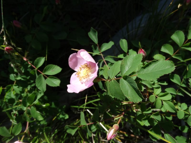 Rosa nutkana, Davidson, C 12515--Idaho. Valley Co. Payette Lake, Sylvan Beach. 18 Jun 2014. DSC09162 (3).JPG