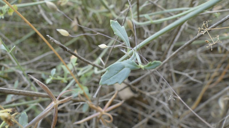 Scrophularia xanthoglossa, A. G. Miller 120.A12--Iraq. Kurdistan. Shakh-i Pira Magun. 9 June 2010. 206 (12).jpg
