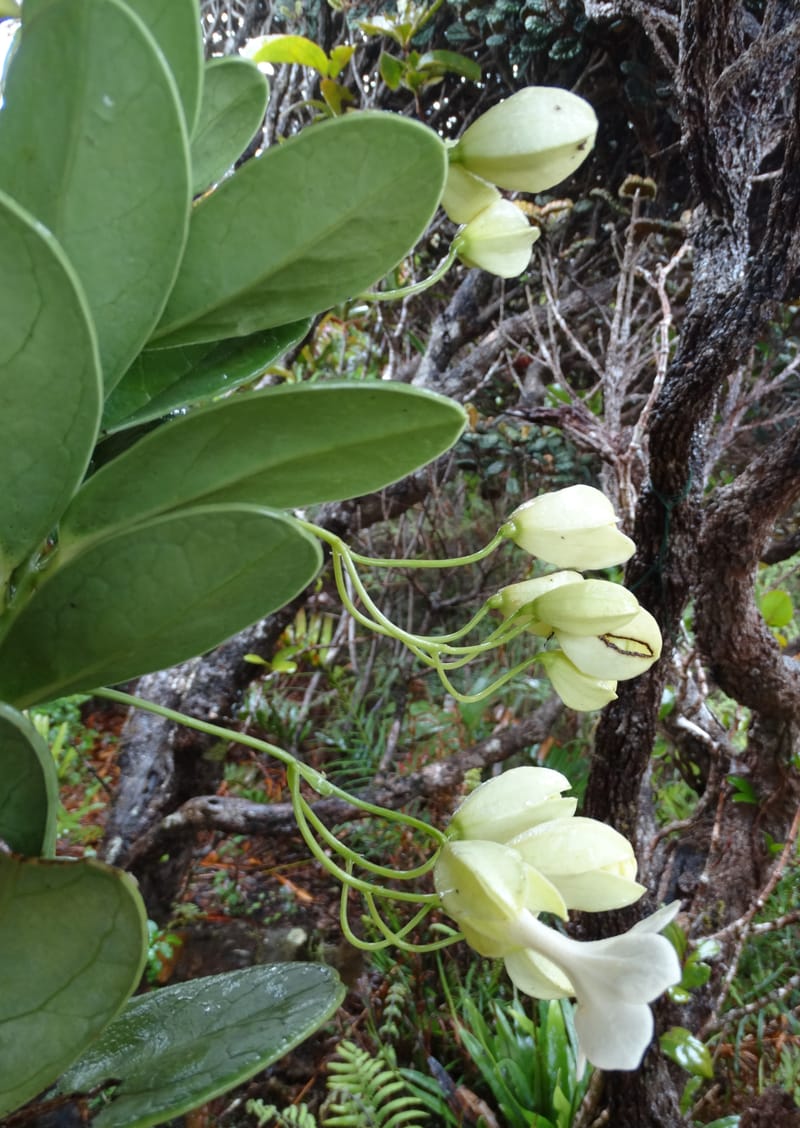Oxera crassifolia, Munzinger, J 7429--New Caledonia. Mont Humboldt. 14 Nov 2015. DSC02401 (281).JPG