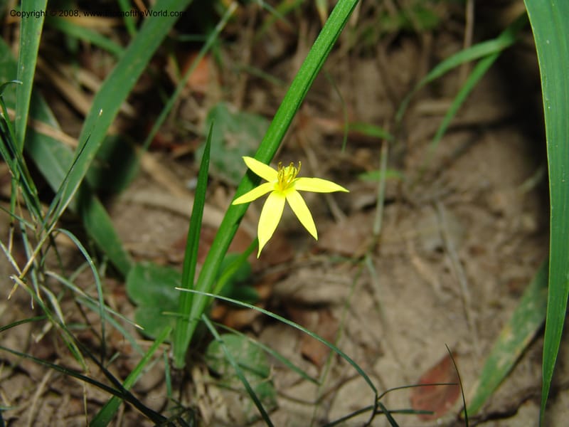 Spiloxene trifurcillata--So.Africa. E. Cape. Maitland Nat.Res. 5 Mch 05. 141.jpg