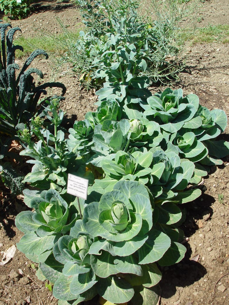 Brassica oleracea v. gemmifera--Italy. Tuscany. Univ. Firenze, Giard. dei Simplici, Florence. 22 May 03.  001.jpg
