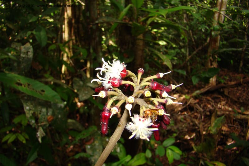 Angostura, RVasquez35042--Peru. Loreto. Dto. Iquitos. Res. Allpahuayo-Mishana. 19 Nov 08. 287.jpg