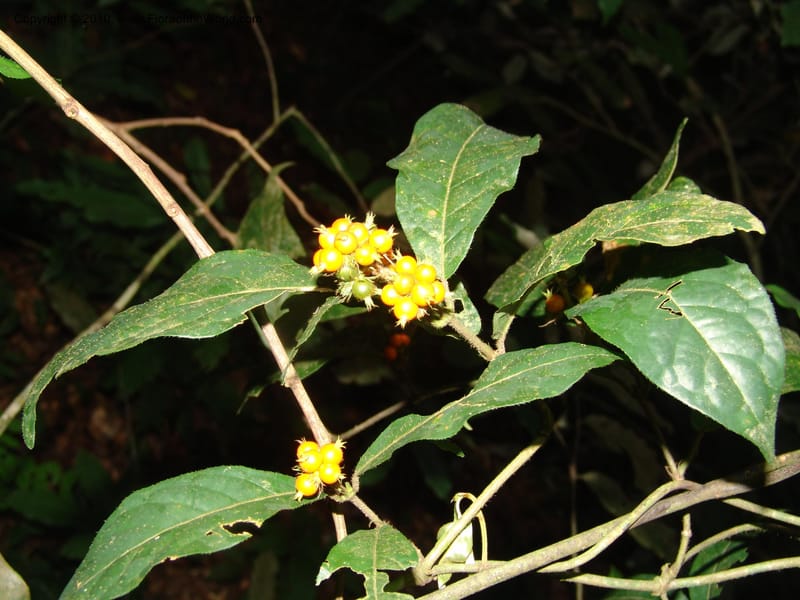 Bertiera loraria, MLeal1130--Gabon. Prov. Ogooue-Ivindo. Res. Lope. Sommet Main. 19 Apr 06. 048.jpg