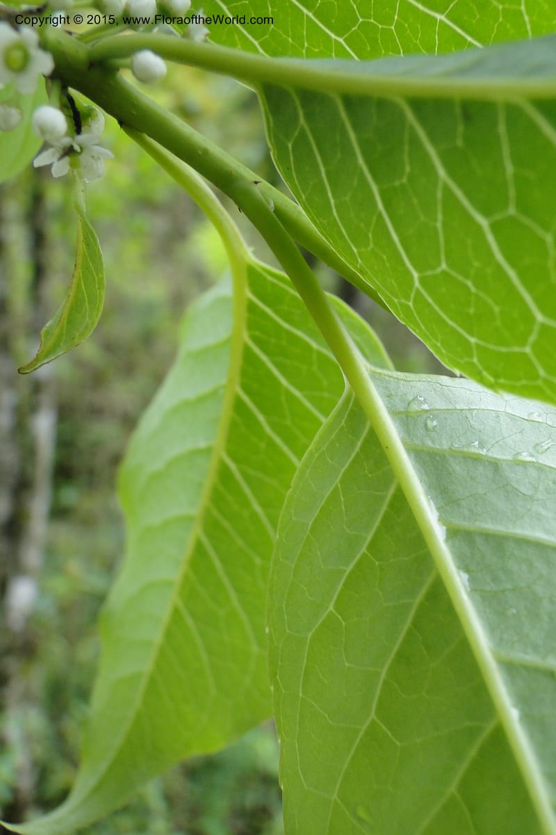 Ilex, Regalado 1770--Viet Nam. Ban Khoang Commune. 4 May 2011. 038 (13).jpg
