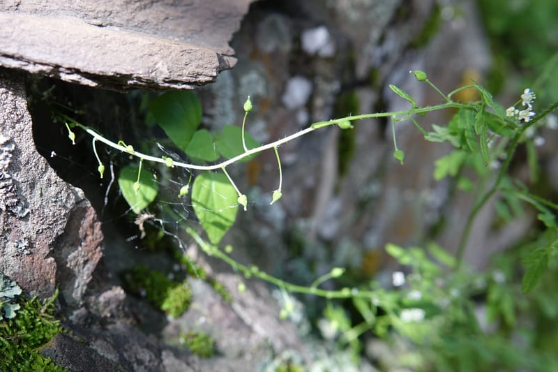 Yinshania acutangula subsp. wilsonii, C. Davidson 13755--China. Sichuan. Yibailingba-gou. 12 Aug 2017. DSC04660 (661).JPG