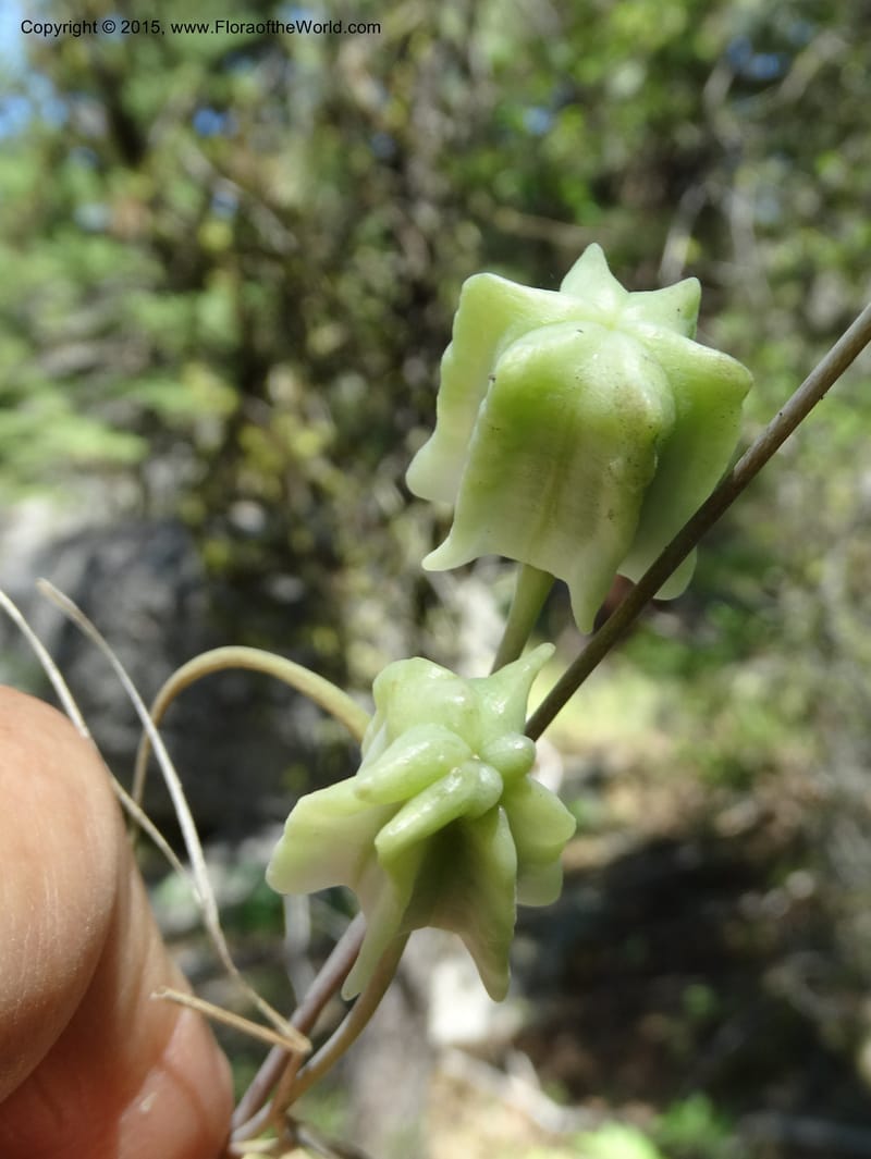 Fritillaria atropurpurea, Davidson, C 12560--Idaho. Valley Co. Payette Lake. Sylvan Beach. 12 Jul 2014. DSC09429 (81).JPG
