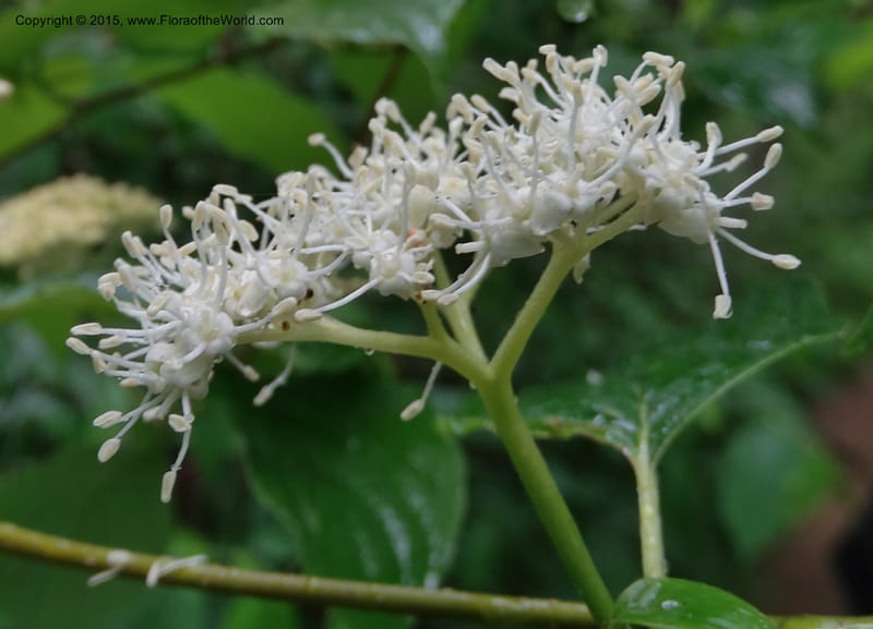 Cornus alternifolia, Davidson, C 13027--North Carolina. Graham Co. Joyce Kilmer Mem. For. 17 May 2015. DSC06075 (3).JPG