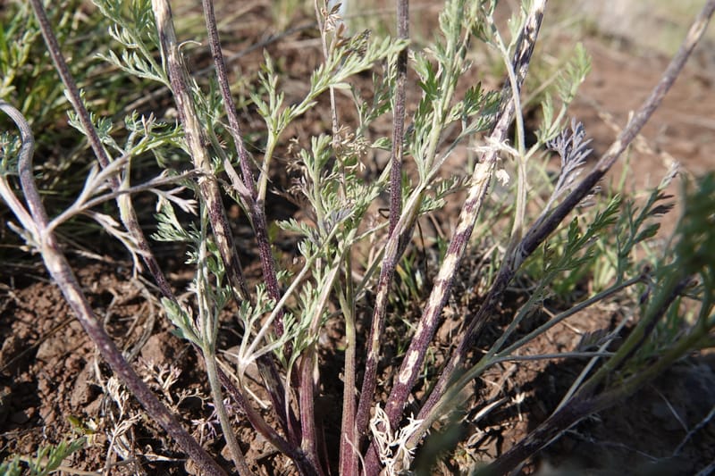 Lomatium macrocarpum, C. Davidson 13790--Oregon. Wallowa Co. Upper Camp Creek Canyon. 5 Jun 2018. DSC05225 (76).JPG
