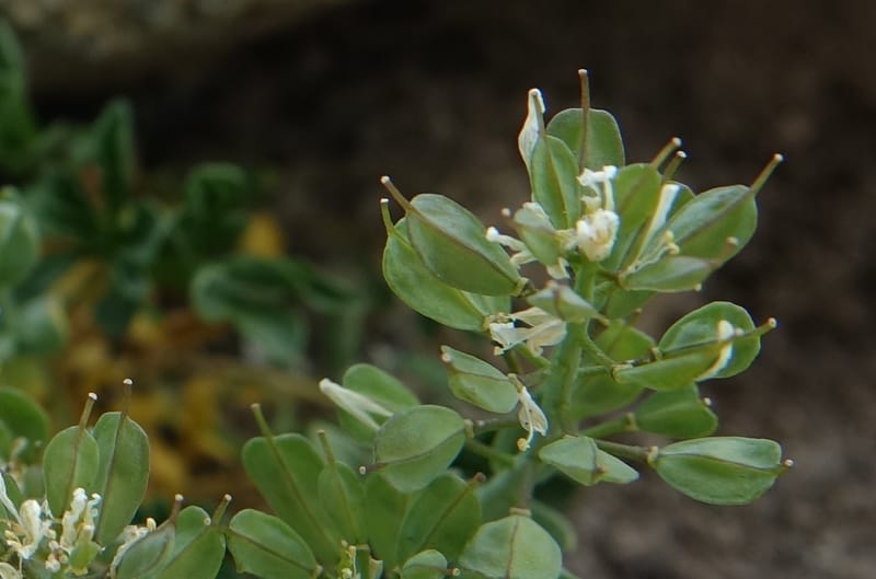 Noccaea fendleri subsp. idahoense, C. Davidson 13715--ID. Boise Co. Scott Mtn. L.O. rd. 15 July 2017. DSC03279 (139).JPG