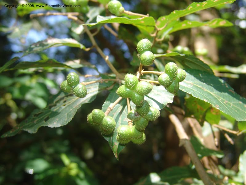 Grewia occidentalis cf--So.Africa. Mpumal. Moodie Mts.  18 Mch 05. 314.jpg